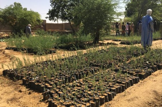 Création et aménagement de pépinières communautaires